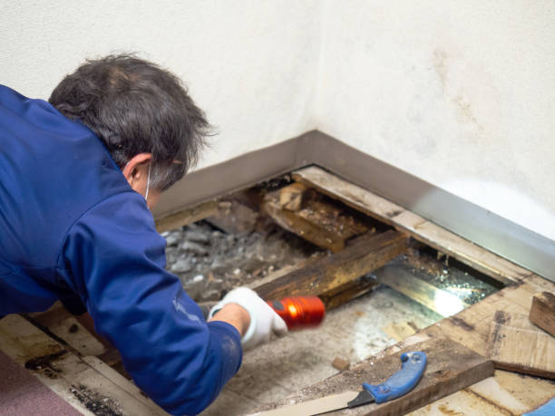Best Fast Mold Removal  in Pennside, PA