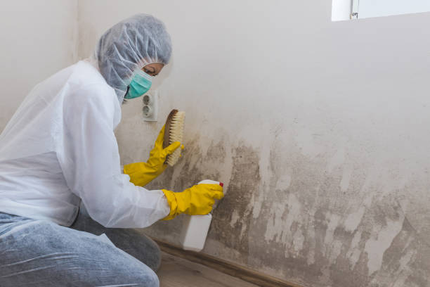 Best Certified Mold Removal  in Pennside, PA