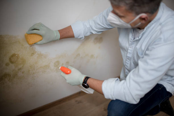 Mold Removal Process in Pennside, PA
