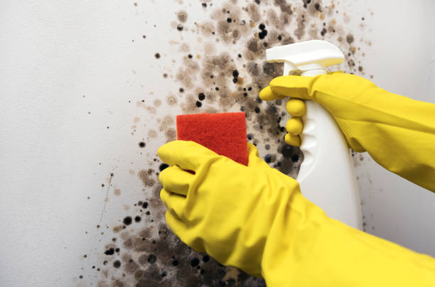Best Black Mold Removal  in Pennside, PA