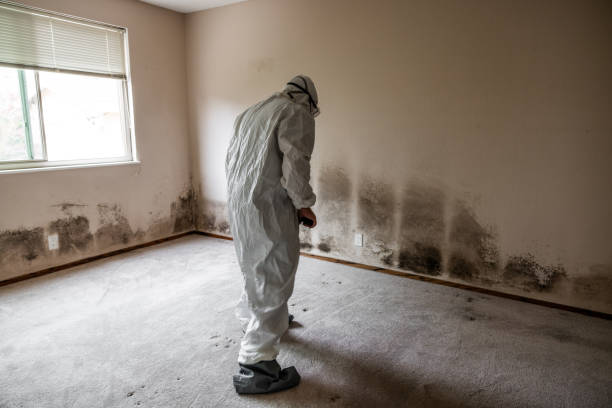 Best Residential Mold Removal  in Pennside, PA